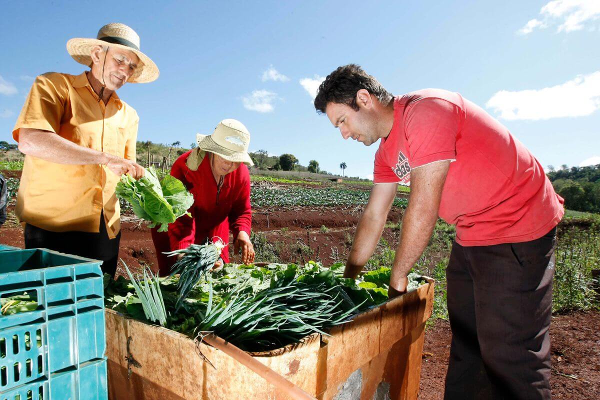 Os desafios da agricultura familiar e a pandemia