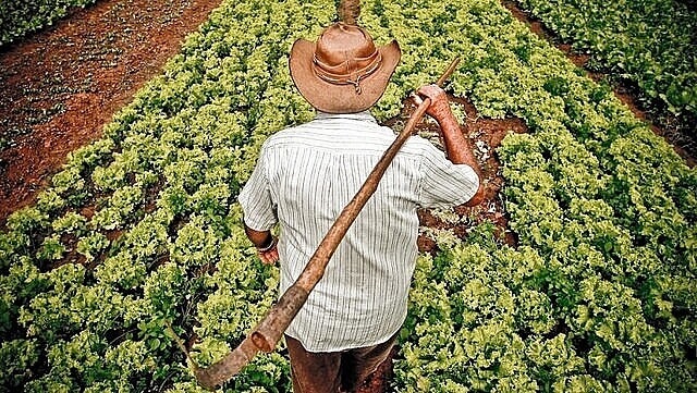 Os desafios da agricultura familiar e a pandemia