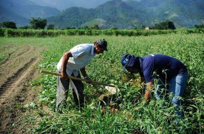 MST não depende de fertilizantes para produzir 15 mil toneladas de arroz