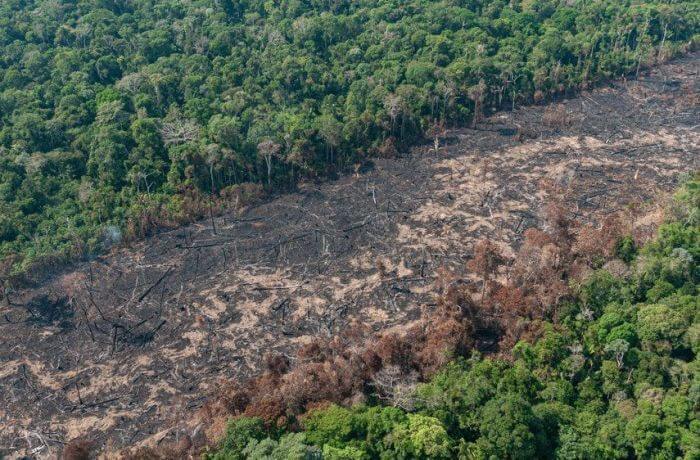 Governo Bolsonaro: Amazônia registra maior devastação em 15 anos